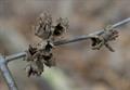 Hamamelis Virginiana